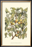Apricot Tree Branch Prints by Henri Du Monceau