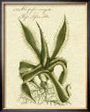 Thornton Exotics III Art by Robert Thornton