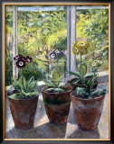 Four Pots of Auriculas Prints by J. Morley