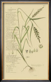 Ornamental Grasses I Art by A. Descubes