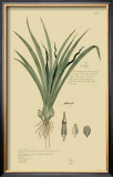 Tropical Grasses III Prints by A. Descubes