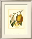 French Lemon Study II Prints by A. Risso