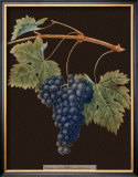 Brookshaw Purple Grapes Prints by George Brookshaw