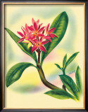Plumeria Framed Giclee Print by Ted Mundorff