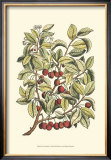 Cherry Tree Branch Prints by Henri Du Monceau