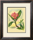 Plumeria Prints by Ted Mundorff