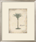 Fibres Palm Posters by Hewitt 