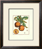 Teton de Venus Prints by Dumonciau Duhammel