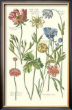 De Bry Flowers I Poster by Johann Theodore de Bry