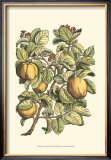 Quince Tree Branch Prints by Henri Du Monceau