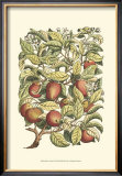 Apple Tree Branch Posters by Henri Du Monceau