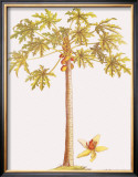 Papaya Tree Framed Giclee Print by Georg Dionysius Ehret
