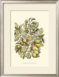 Pear Tree Branch Posters by Henri Du Monceau