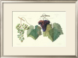 Grape Ensemble I Prints by T. Langley