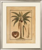 Cocoa Nut Palm Print by Rebecca 