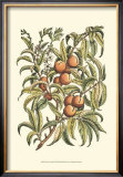 Peach Tree Branch Poster by Henri Du Monceau