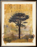 Presidio Cypress Study I Posters by Donald Farnsworth
