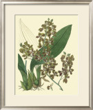Antique Orchid Study III Prints by Syndenham Edwards