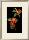Exotic Beauty I Prints by Jaggu Prasad