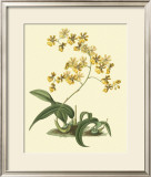 Antique Orchid Study I Art by Syndenham Edwards