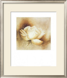 White Rose I Prints by Betty Jansma