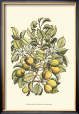 Pear Tree Branch Art by Henri Du Monceau
