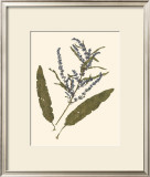 Pressed Botanical IV Posters
