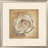 Warm Rose II Poster by Malcom Sanders
