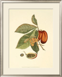 Native Fruits IV Poster