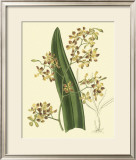 Antique Orchid Study II Print by Syndenham Edwards