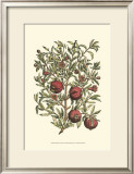 Pomegranate Tree Branch Prints by Henri Du Monceau