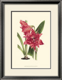 Amaryllis Blooms III Posters by Van Houtteano 