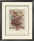 Twelve Months of Flowers, 1730, February Posters by Robert Furber