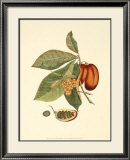 Native Fruits IV Posters
