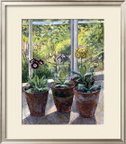 Four Pots of Auriculas Posters by J. Morley
