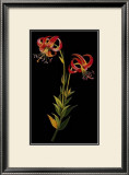 Exotic Beauty II Prints by Jaggu Prasad