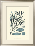 Azure Seaweed III Posters by Harvey 