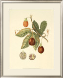 Native Fruits I Art