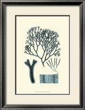 Azure Seaweed IV Prints by Harvey 
