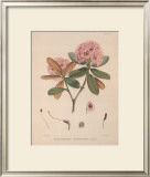 Aeruginosum Prints by Joseph Dalton Hooker