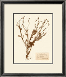 Pressed Flower Study II Posters