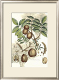 Antique Walnut Tree Poster by John Miller (Johann Sebastien Mueller) 