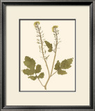 Pressed Botanical I Prints