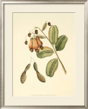 Native Fruits III Prints