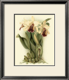 Dramatic Orchid II Posters by J.k. Mosferlander
