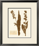 Pressed Flower Study IV Posters