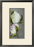 Hortensia Ideal II Posters by Ximena 