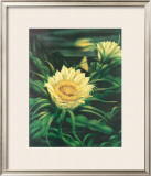 Blooming Cereus with Full Moon Framed Giclee Print by Ted Mundorff