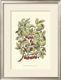 Cherry Tree Branch Poster by Henri Du Monceau