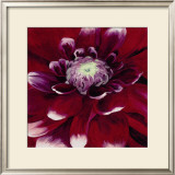 Red Dahlia Posters by Beth Winslow